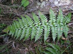 Polystichum neozelandicum. Adaxial surface of mature 2-pinnate frond.
 Image: L.R. Perrie © Leon Perrie CC BY-NC 3.0 NZ